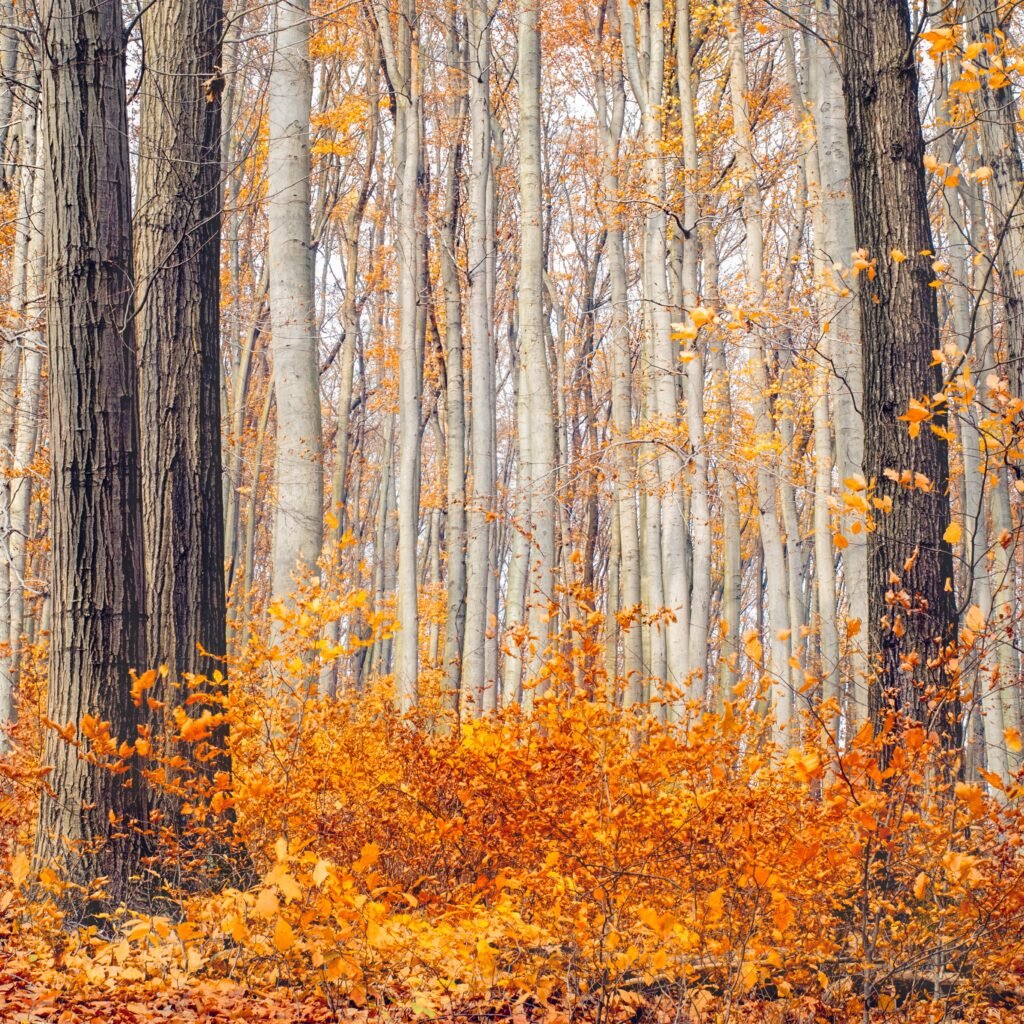 Places To Visit In New Hampshire In Fall